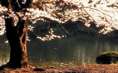 Japão das Cerejeiras & Alpes – 17/04/2020