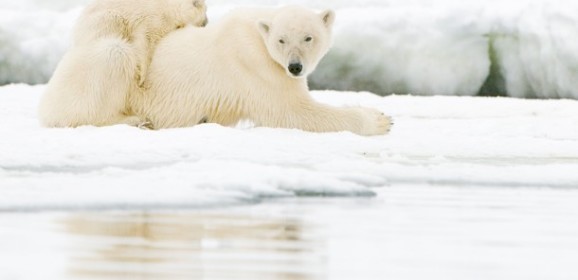 Ursos Polares em Churchill – 8dias/6noites